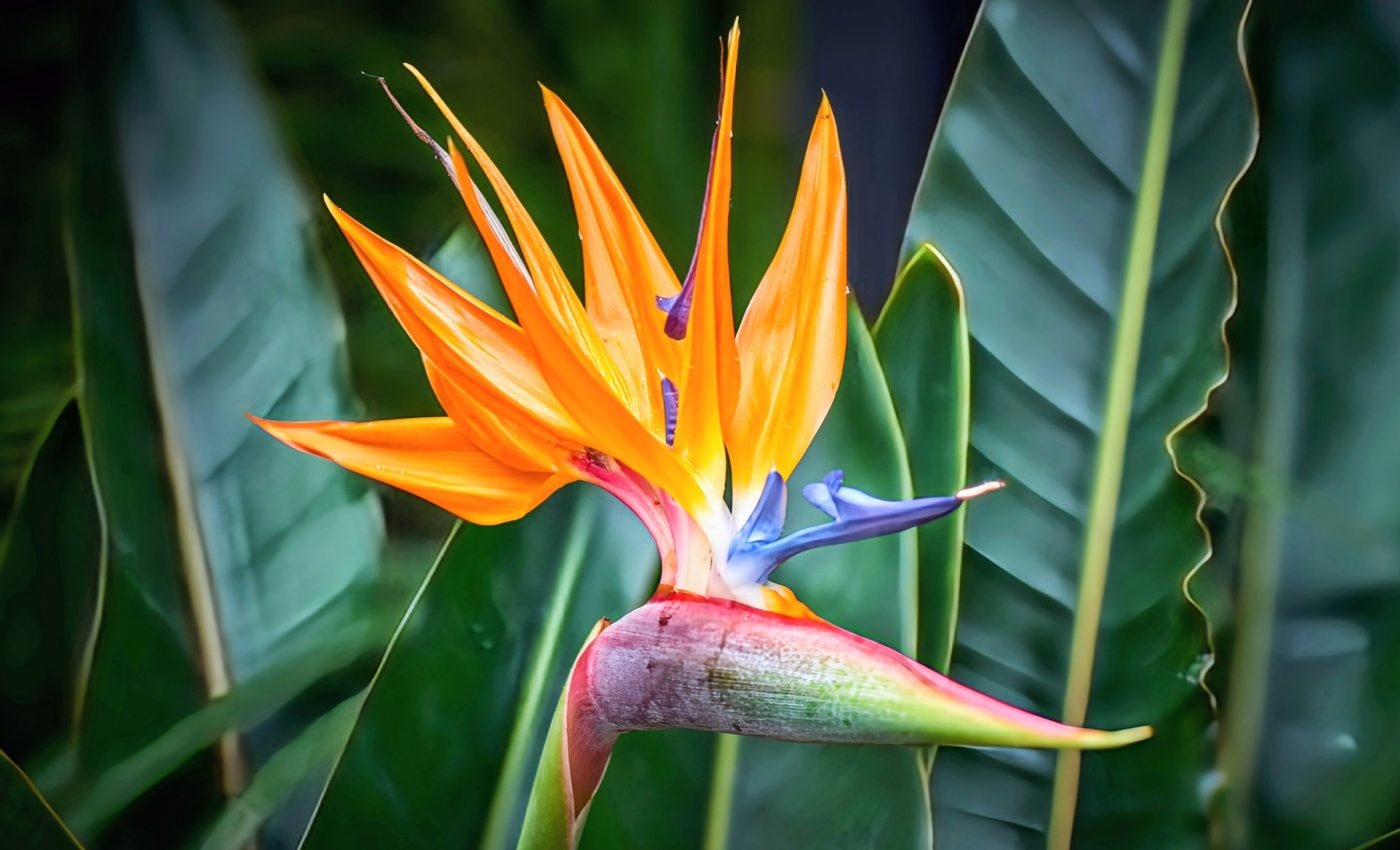 Islands are home to one-third of all known plants