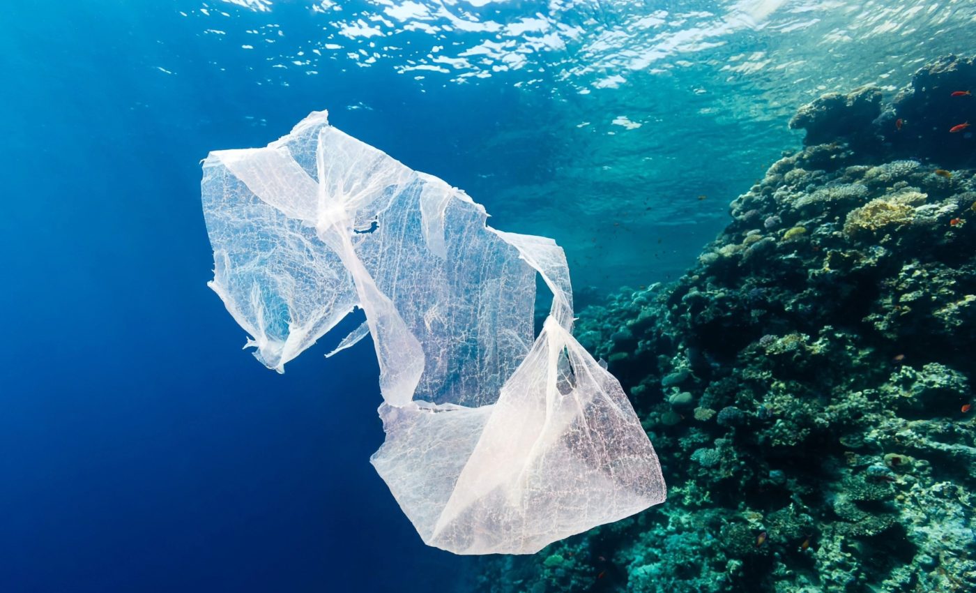 Plastic trash sounds just like food to deep-diving whales