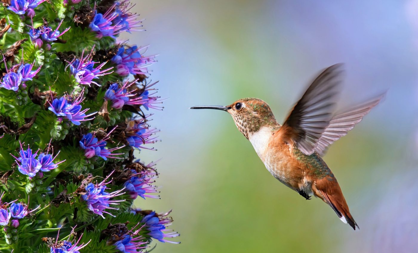 Pollen wars: Plants compete for space on pollinators