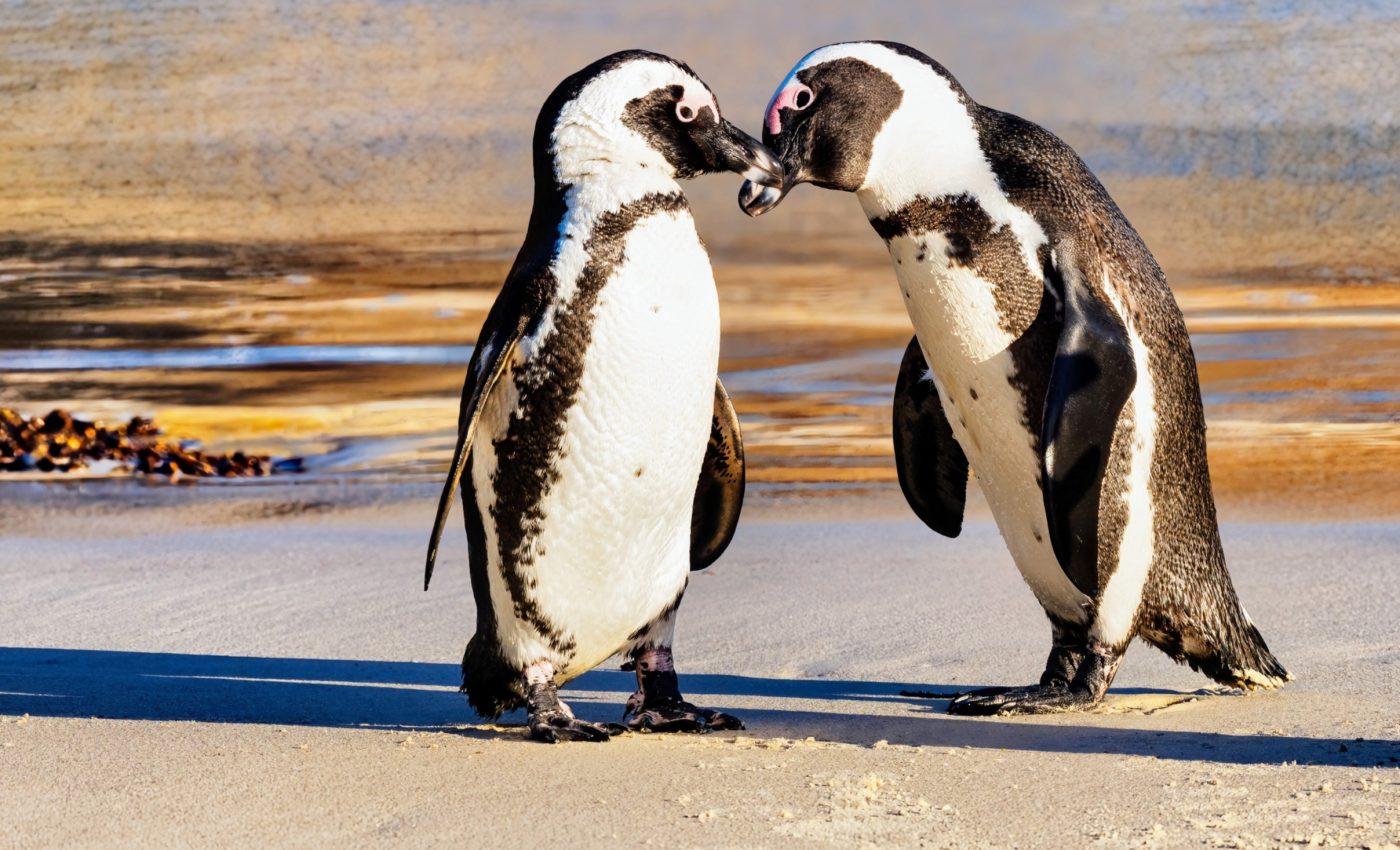 Can artificial nests help save African penguins? 
