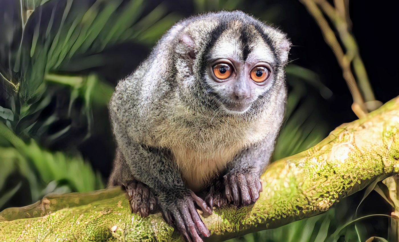 Tropical animals change their behavior in response to moonlight