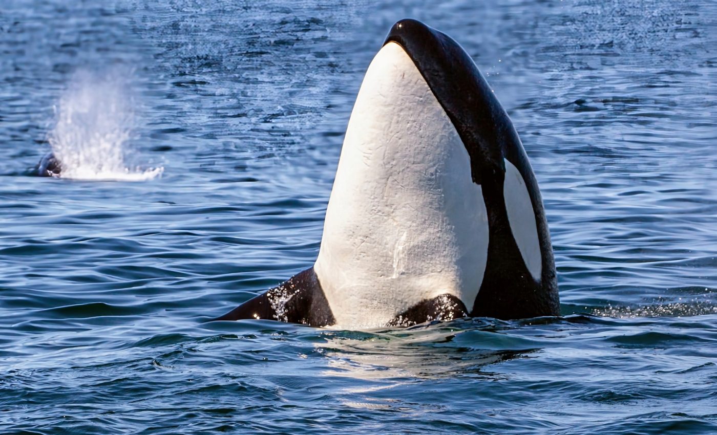 Why are killer whales struggling to survive in the Pacific?