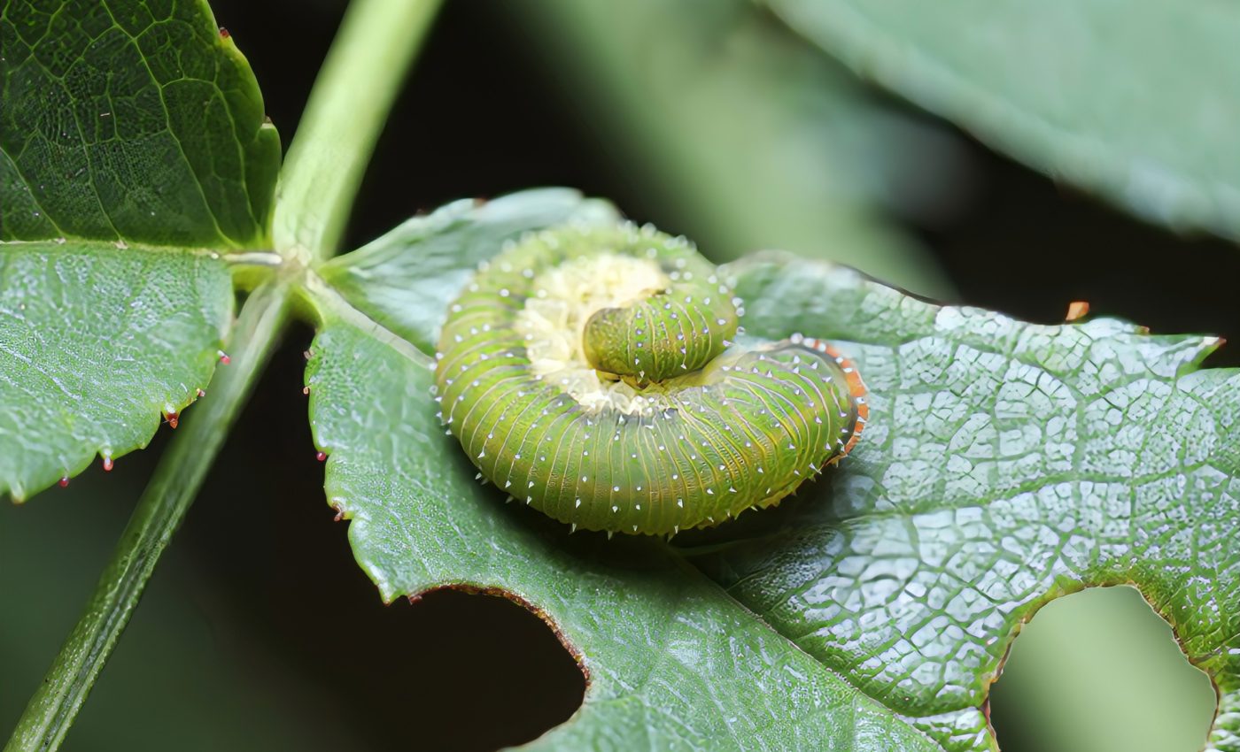 Extinct sawfly reveals how insects have co-evolved with plants