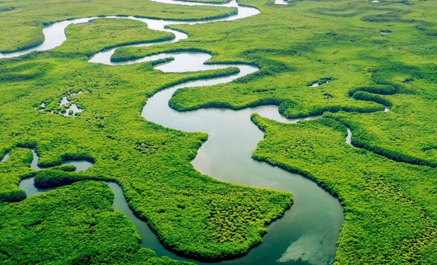 Plants absorb 31% more CO2 than previously estimated