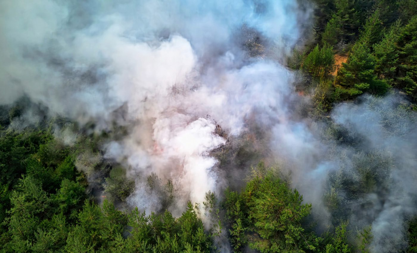 Global CO2 emissions from forest fires have surged by 60 percent