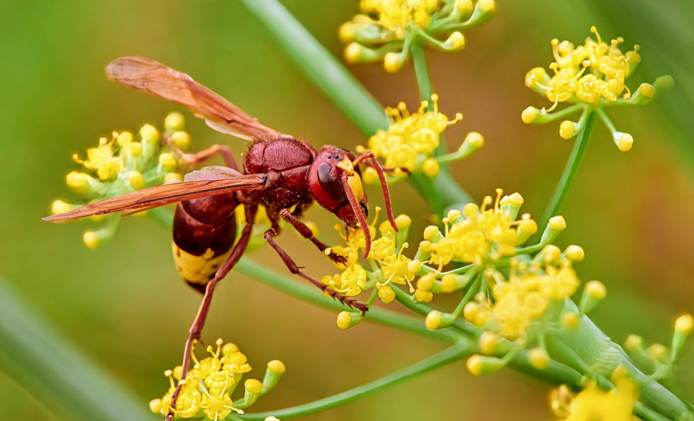 Oriental hornets have the highest alcohol tolerance of any animal
