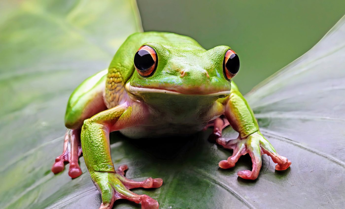 Frogs and toads face new risks as their habitats dry up