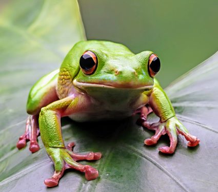 2024/10/Frog-habitat.jpg