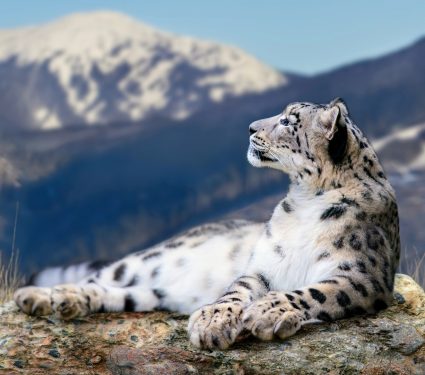 2024/10/Snow-leopard-day.jpg