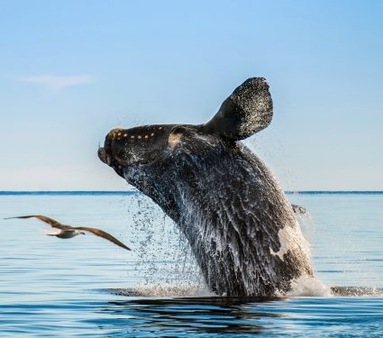 2024/10/Atlantic-Right-Whales.jpg