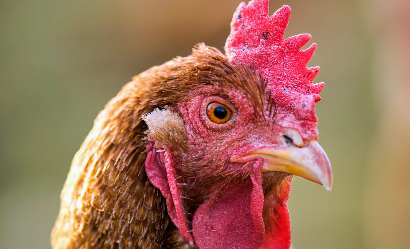 Female birds need a ‘male hormone’ for sexual development 