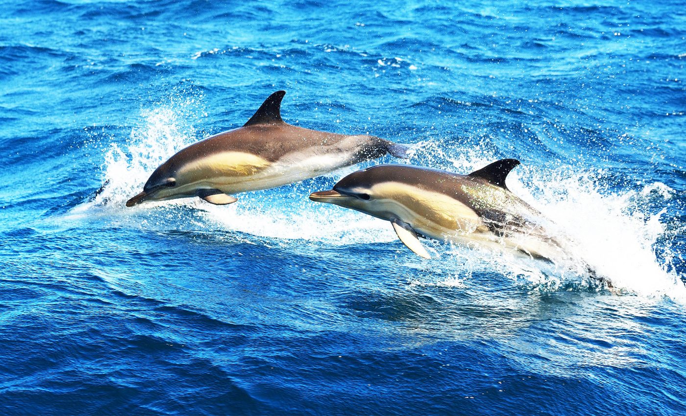 Military sonar does a lot more damage to dolphins than previously disclosed