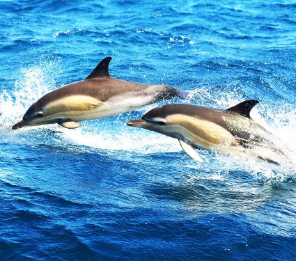 2024/10/dolphins_sonar_boats_great-harm_1m.jpg