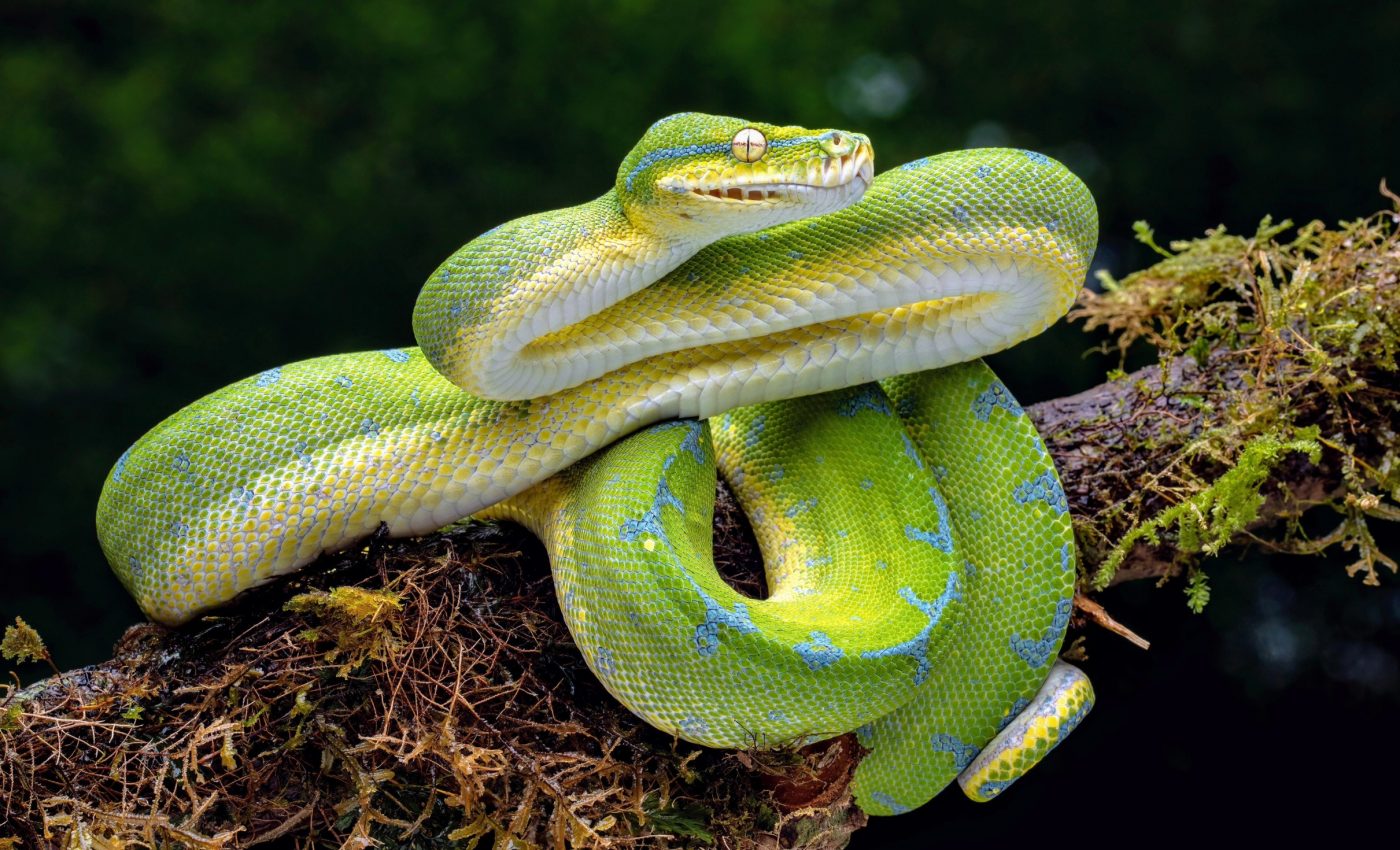 Python gut regeneration offers clues for treating human diseases