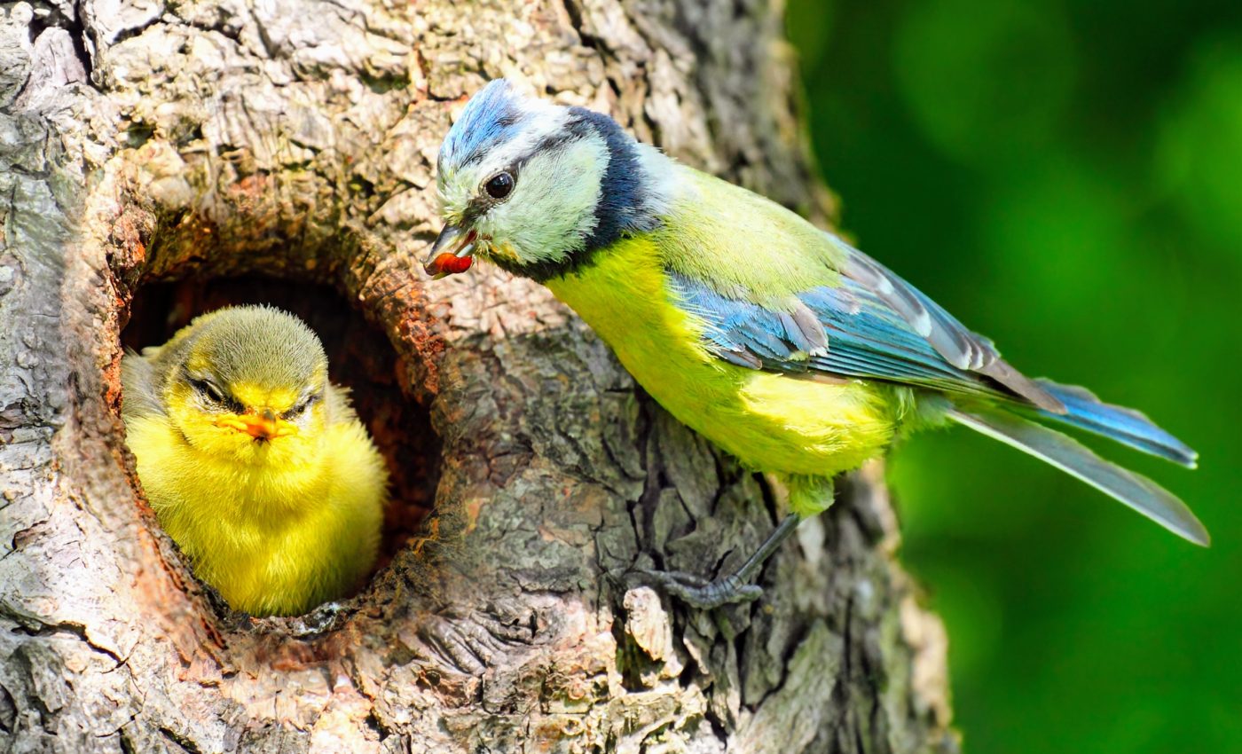 Female birds commit to caring for young; males abandon family life