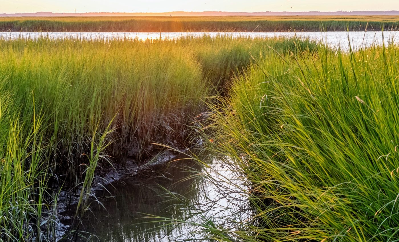 Salt marshes are enormously valuable for coastal protection