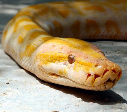 2024/10/Burmese-python.jpg