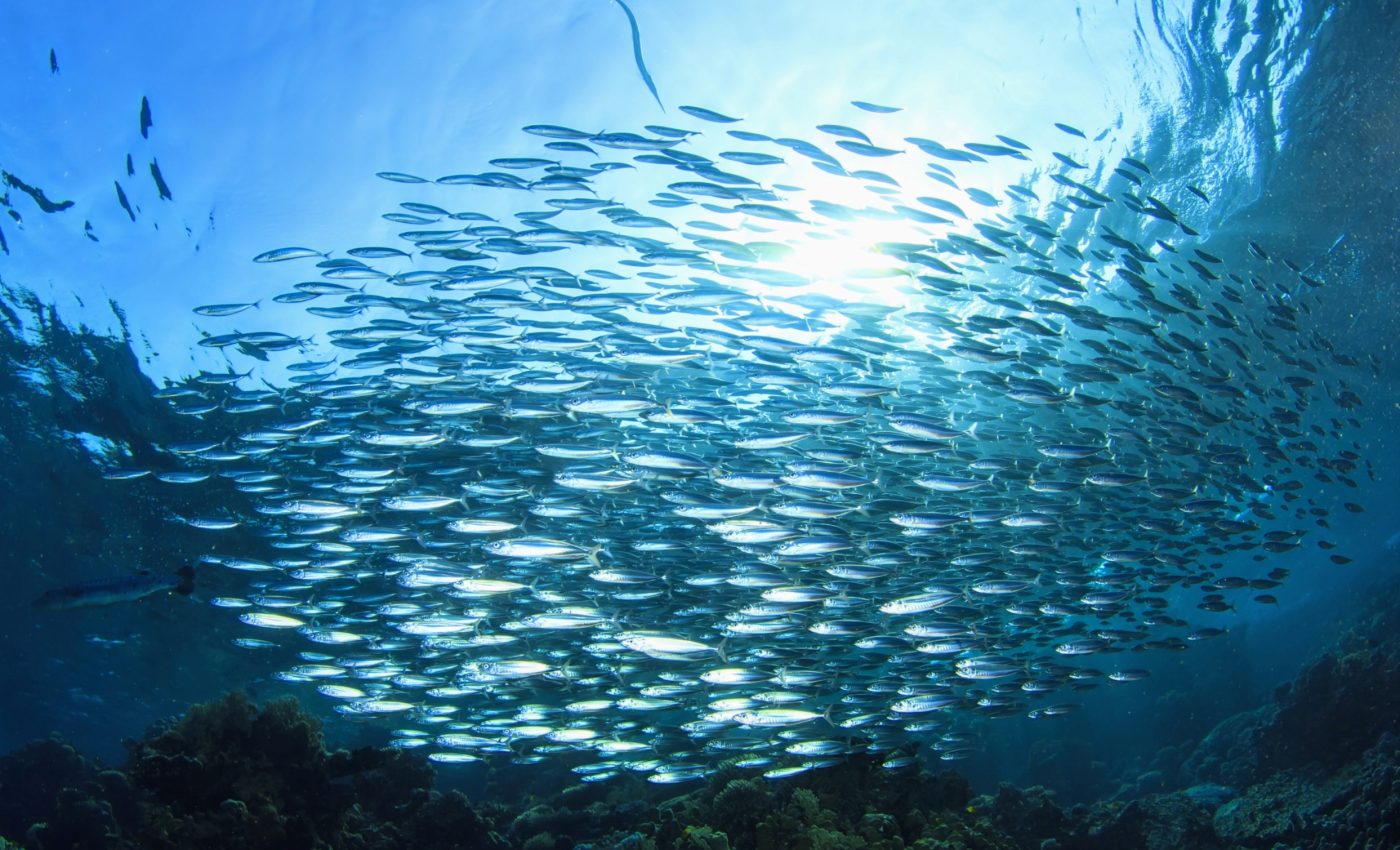 Japanese sardines may be signaling major shifts in the ocean