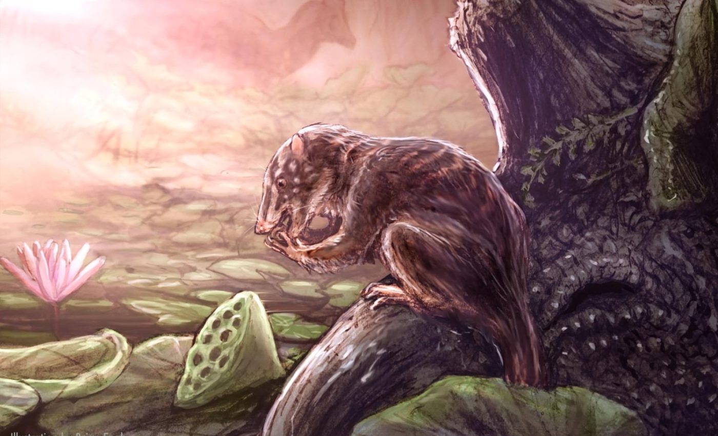 ‘Swamp dweller’ found in Colorado lived among the dinosaurs