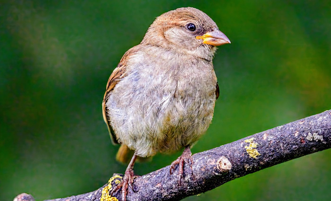 Sparrows have fewer friends as they age, just like people