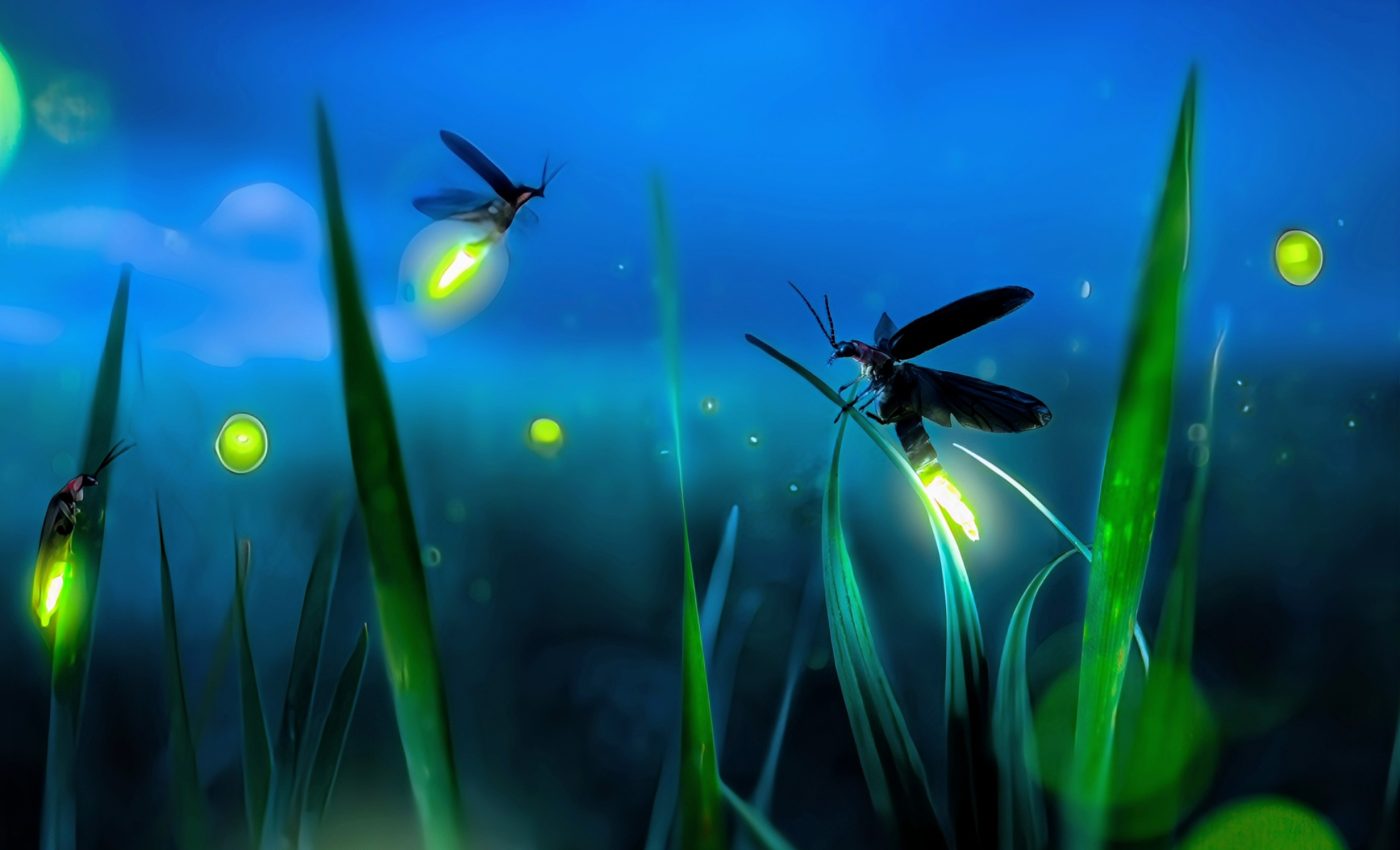 Nature's rhythms inspire a new approach to energy efficiency