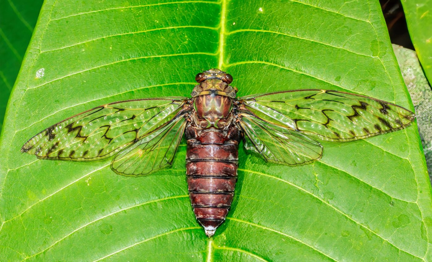 Cicadas grew 'super wings' to dodge ancient birds
