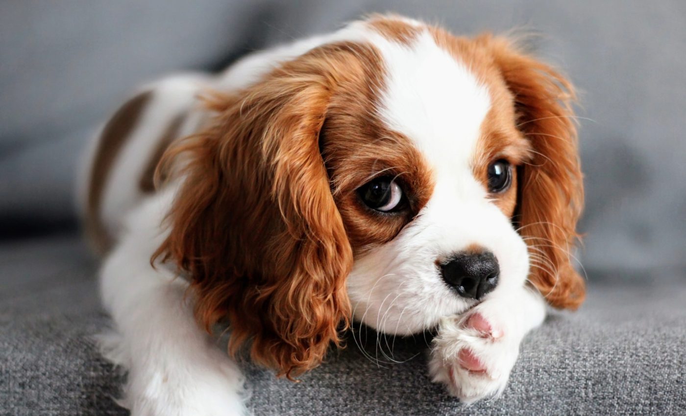 AI can now ‘hear’ signs of heart disease in dogs