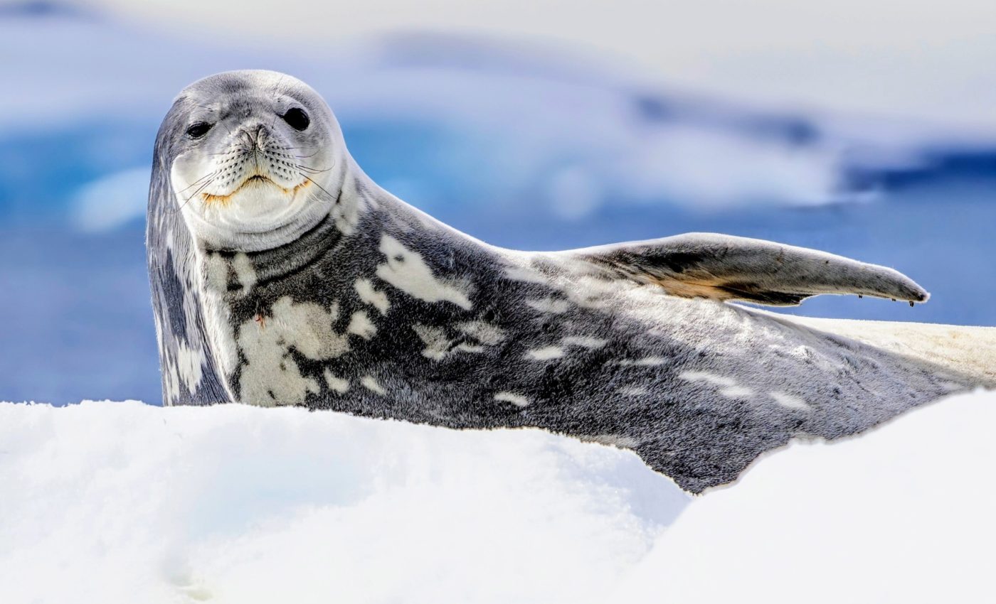 Weddell seals have a surprising survival strategy