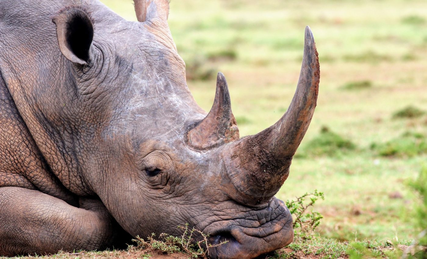 Rats can sniff out horns and tusks to combat wildlife trafficking