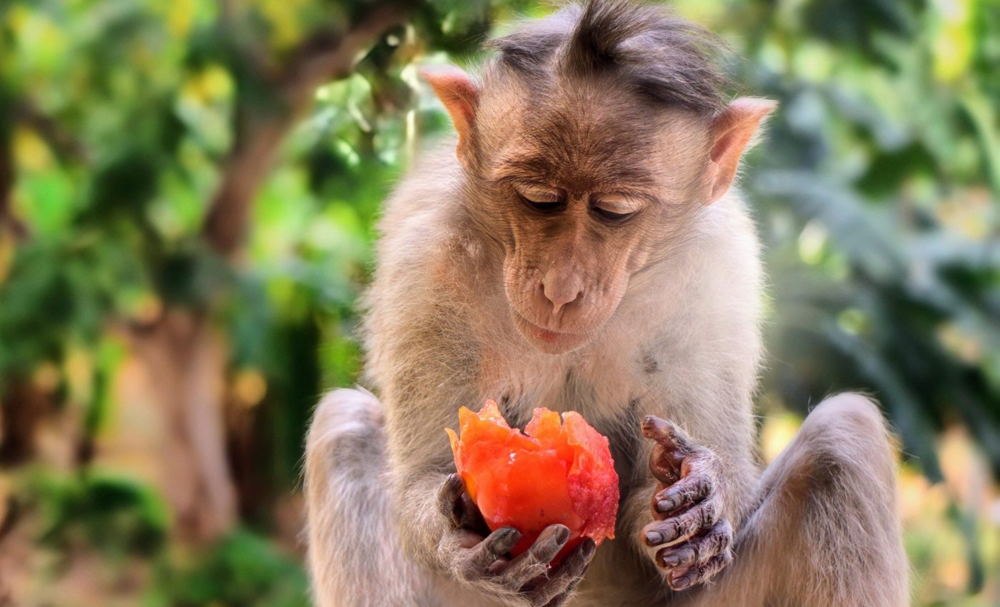 ‘Drunk animals’ may explain humans’ love of alcohol