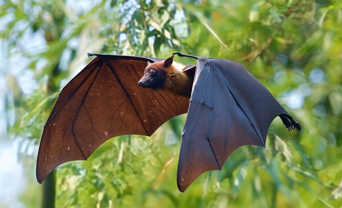 Bats have acoustic mental maps to navigate total darkness