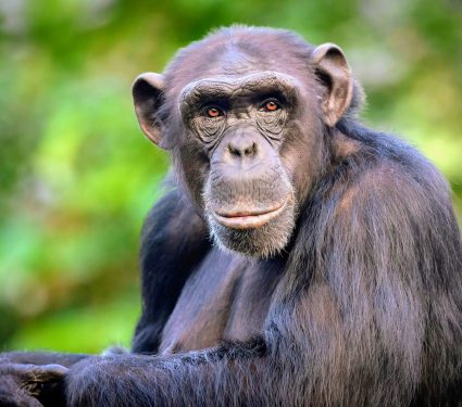 2024/11/Machine-learning-chimpanzees.jpg