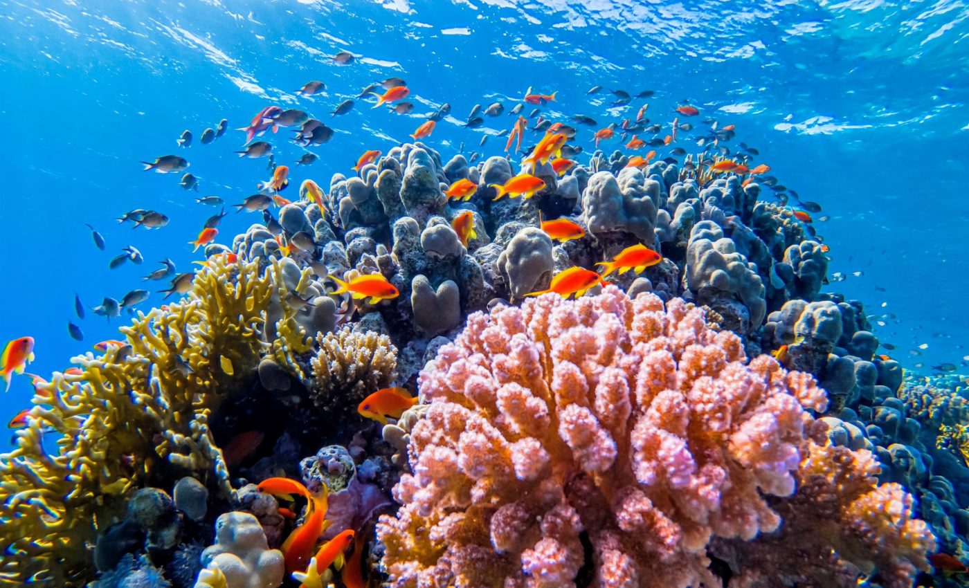 Coral reefs may be more resilient than we thought