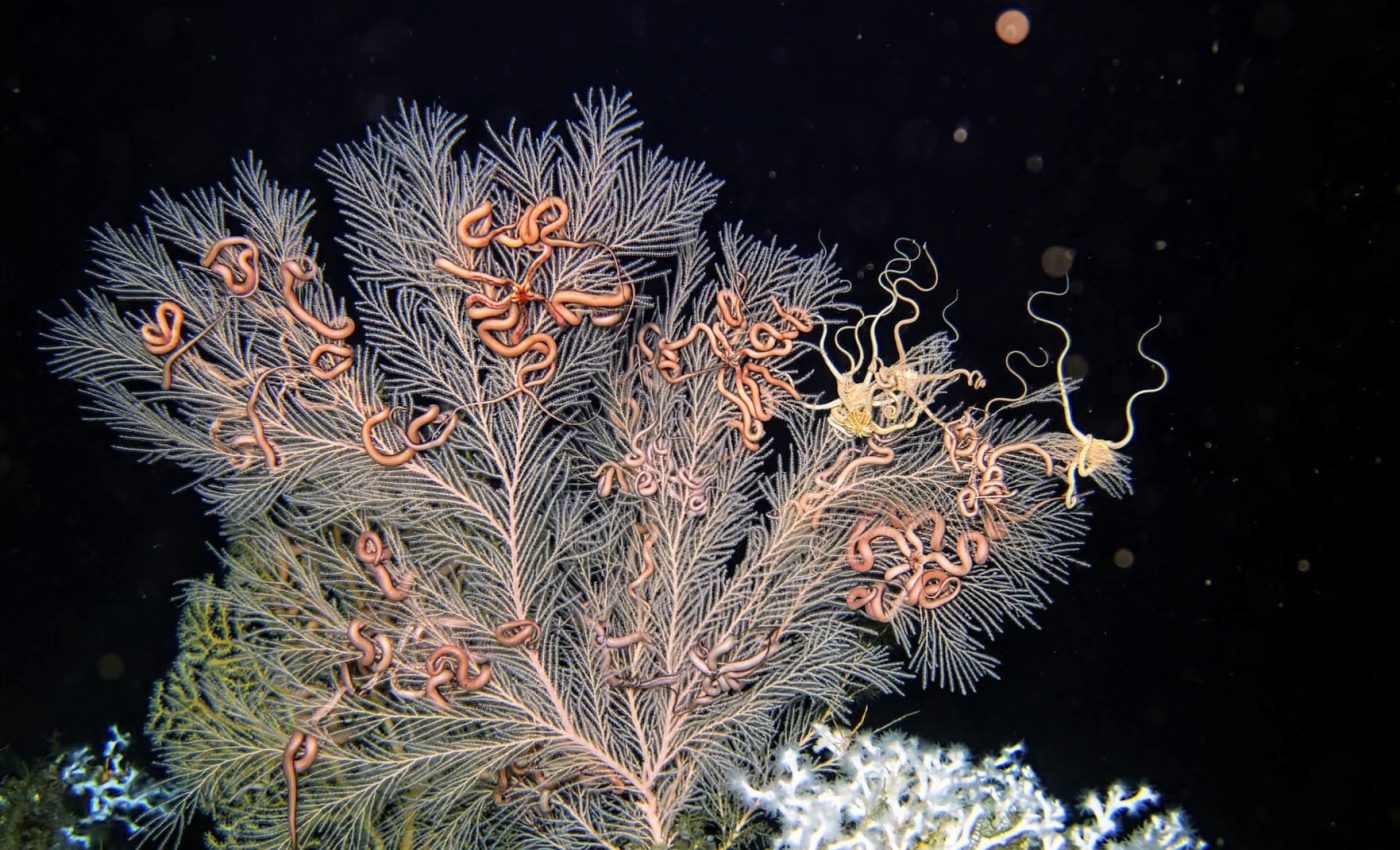Highly unusual bacteria discovered in deep-sea corals