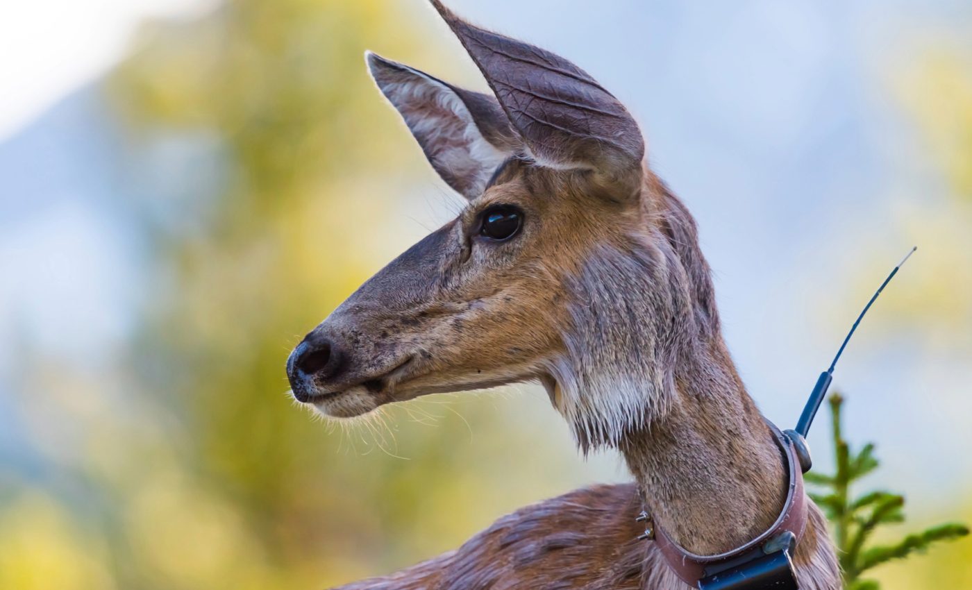 Animal tracking is crucial for preserving biodiversity