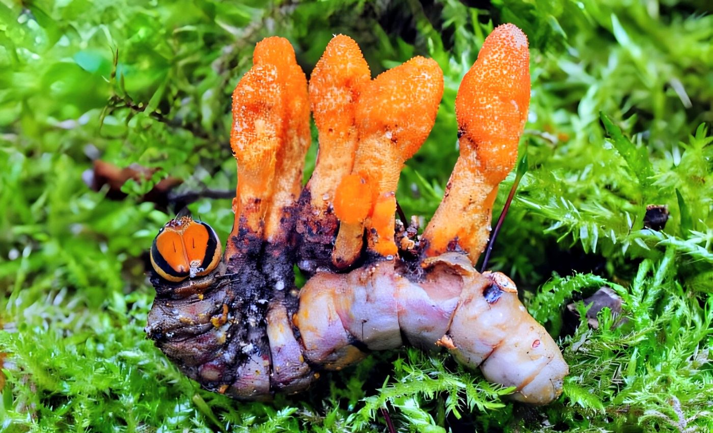 Caterpillar fungus slows down growth of cancer cells