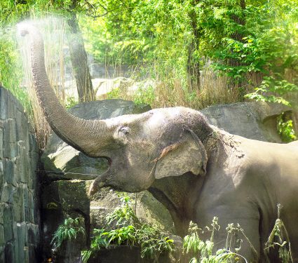 Wild,Elephant,Playing,With,Water