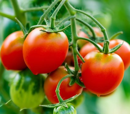 2024/11/Tomatoes-heat.jpg
