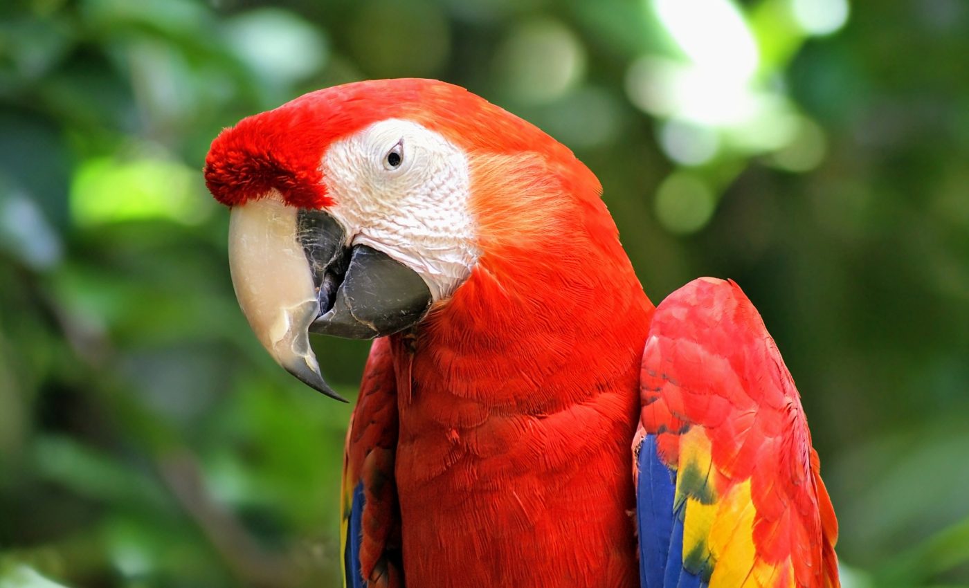 Scarlet macaws abandon their youngest chicks