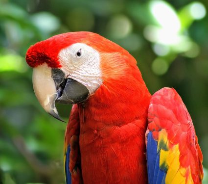 2024/11/Macaw-chick.jpg