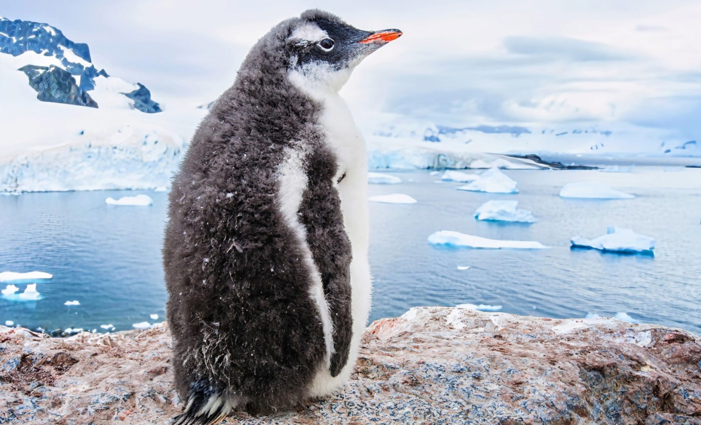 Antarctica’s peace is at risk as nations race for resources