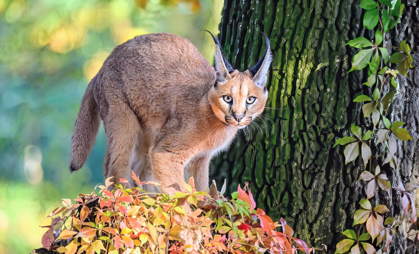 Social media is helping save wild animals like caracals