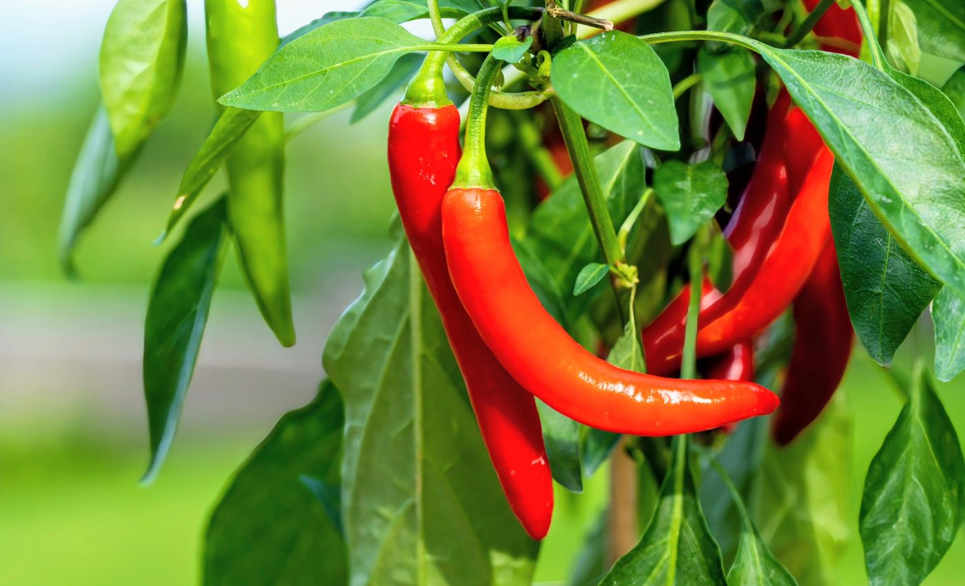 Plants have sophisticated strategies to balance defense and growth