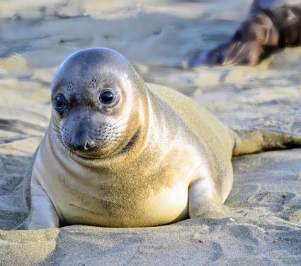 2024/11/Elephant-seals-bird-flu.jpg