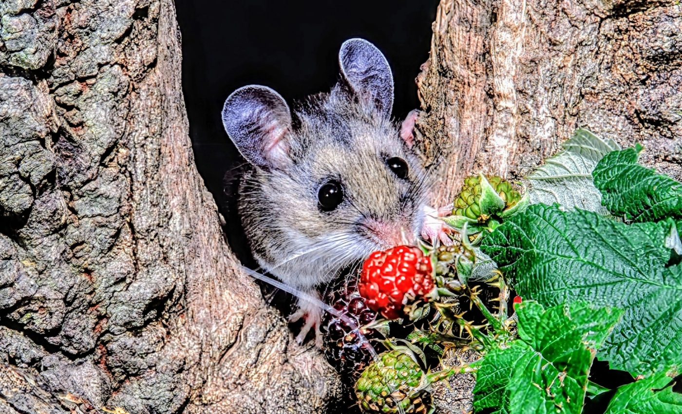 Deer mice shed light on adaptive evolution