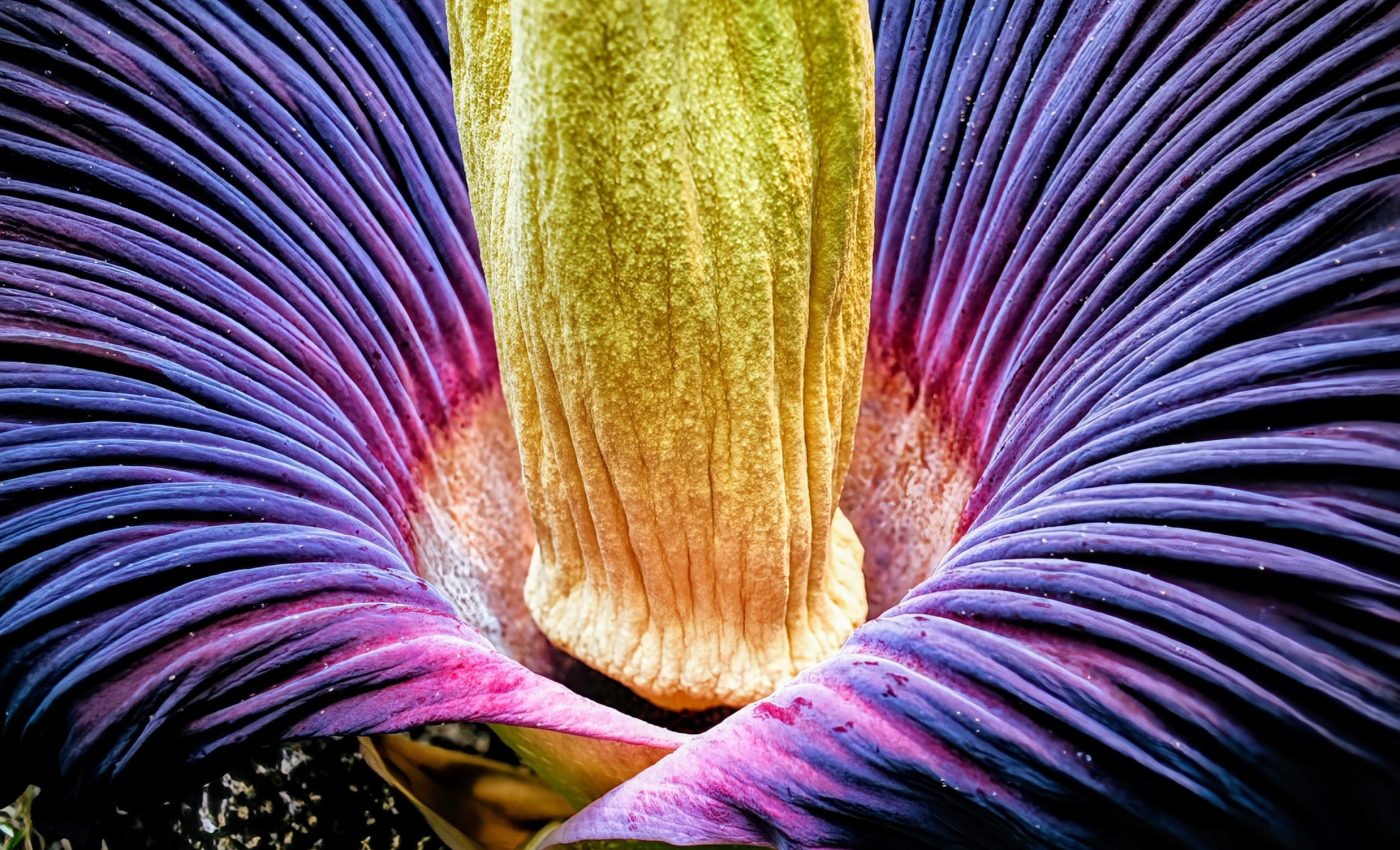 Why does the corpse flower smell like rotting flesh?