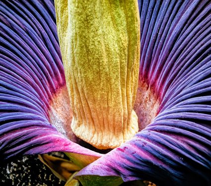 2024/11/Corpse-flower.jpg