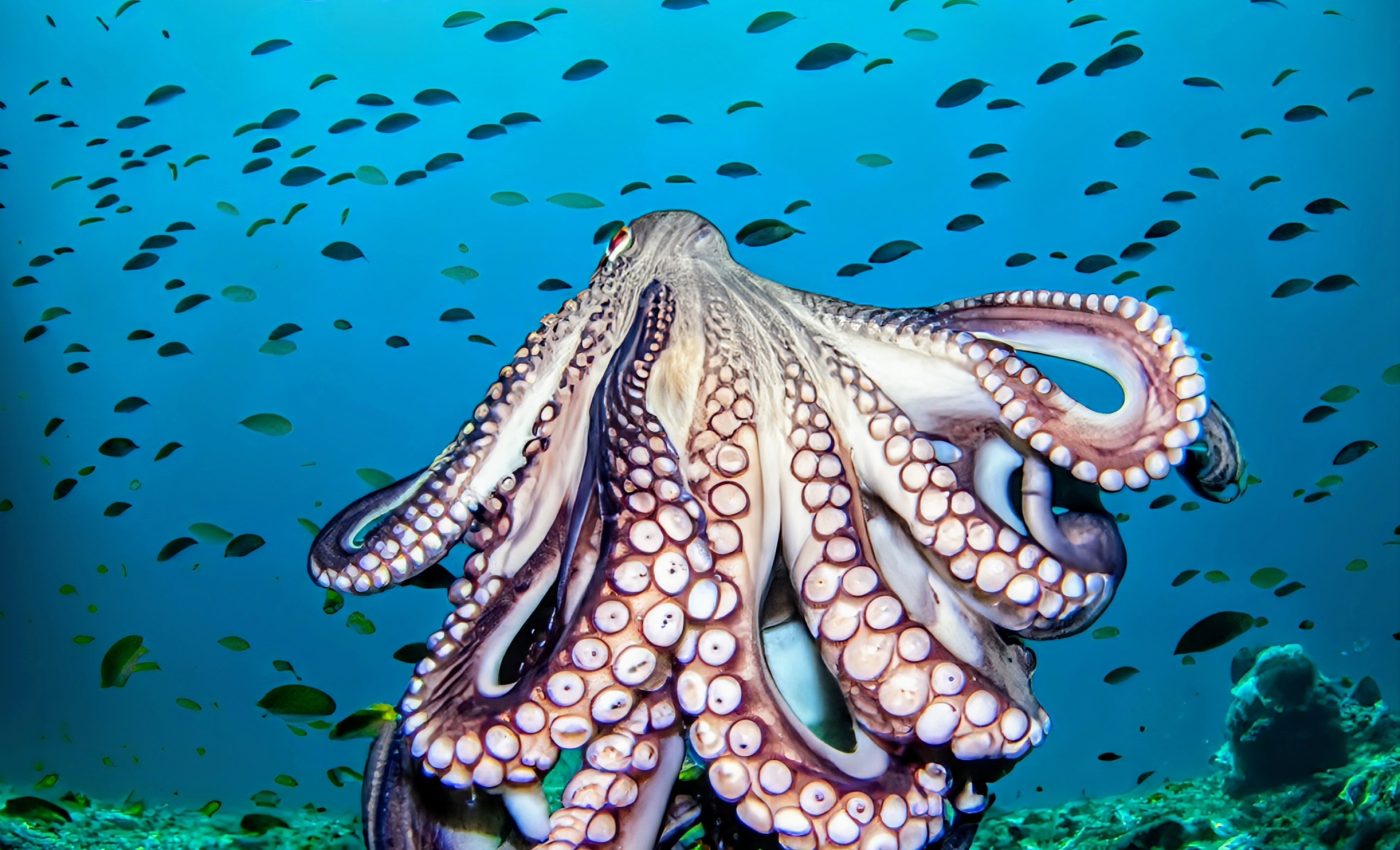 Octopus arms inspire more human-like robots
