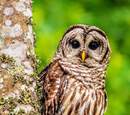 2024/11/Barred-owls.jpg