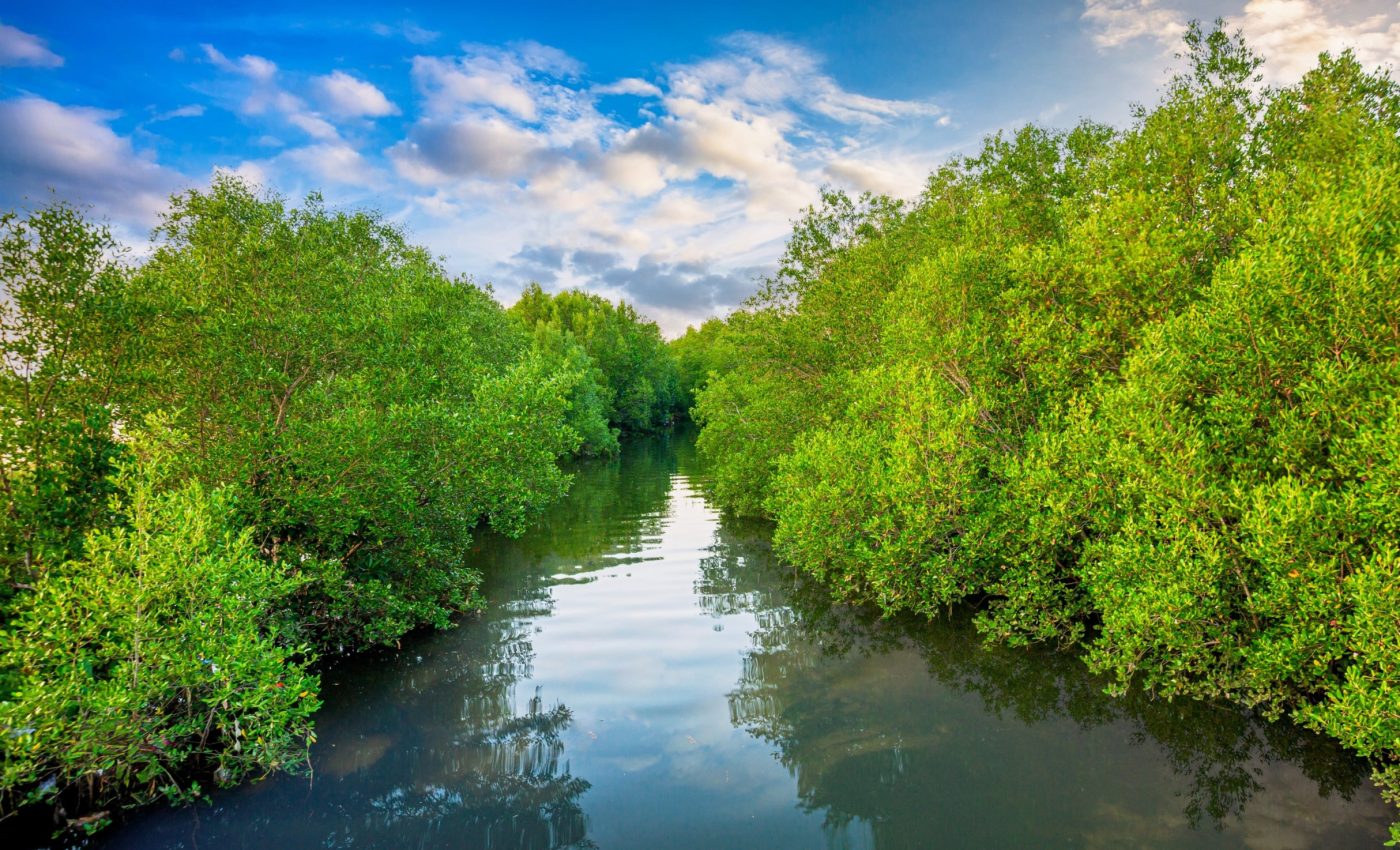 Drowning mangroves: Climate change is pushing nature past its limits